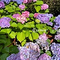 Hydrangea macrophylla-04.jpg