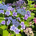 Hydrangea macrophylla-07.jpg