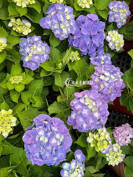 Hydrangea macrophylla-03.jpg