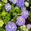 Hydrangea macrophylla-03.jpg