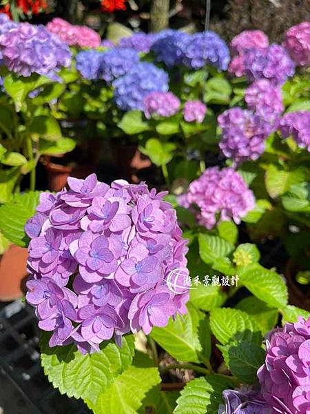 Hydrangea macrophylla-02.jpg