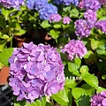 Hydrangea macrophylla-02.jpg