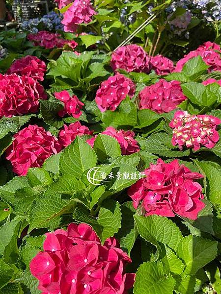 Hydrangea macrophylla-05.jpg