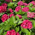 Hydrangea macrophylla-05.jpg