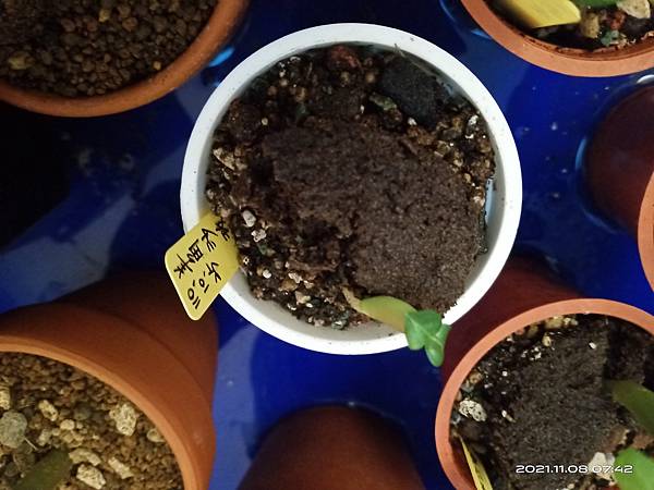 IMG_20211108_074256 IMG_20211108_074256