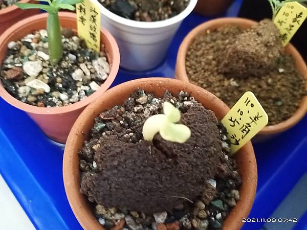 IMG_20211108_074240 IMG_20211108_074240