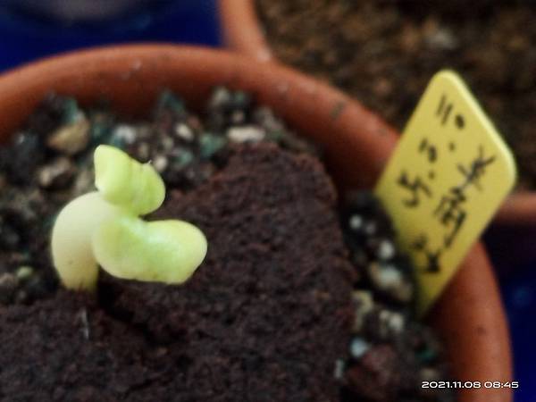 IMG_20211108_084511 IMG_20211108_084511