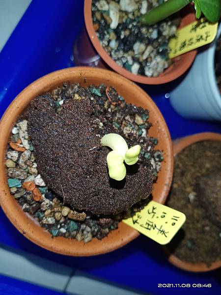 IMG_20211108_084619 IMG_20211108_084619