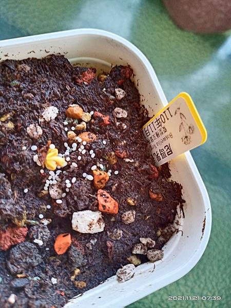 IMG_20211121_073958 IMG_20211121_073958