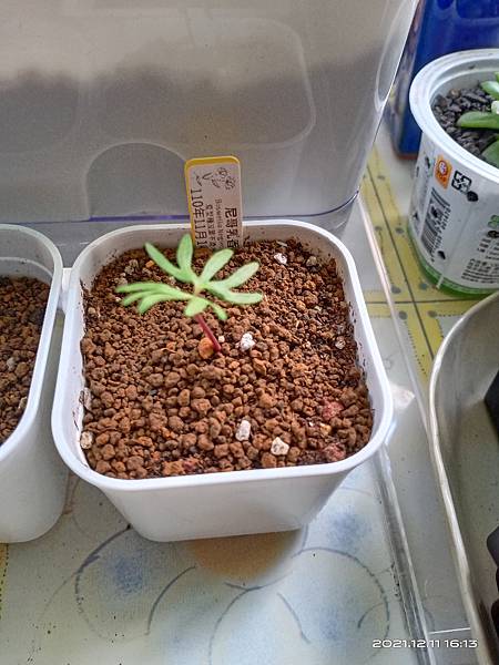 IMG_20211211_161341 IMG_20211211_161341