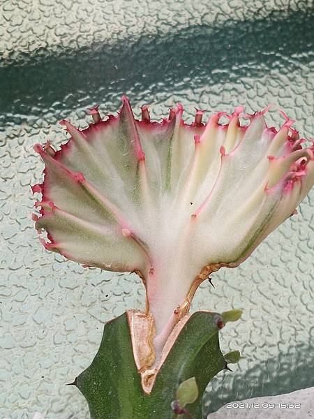 IMG_20211209_153247 IMG_20211209_153247