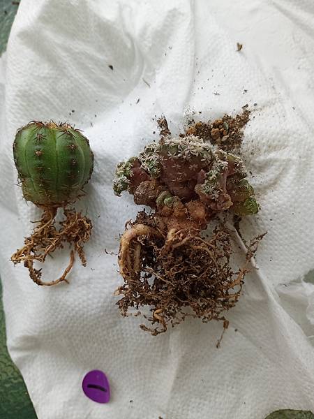 IMG_20220219_091055 IMG_20220219_091055