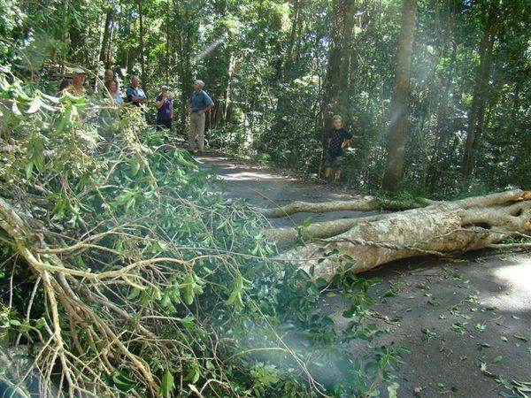 Lamington National Park