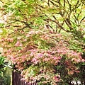 20160420奧萬大楓紅-2.JPG