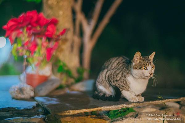 31 大武露營區_哈尤溪民宿.jpg