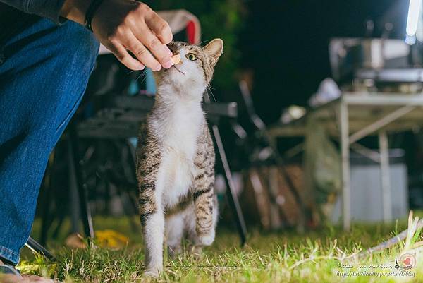 42 懶人露營_鈦美露營車.jpg