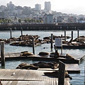 Pier 39的Sea lions