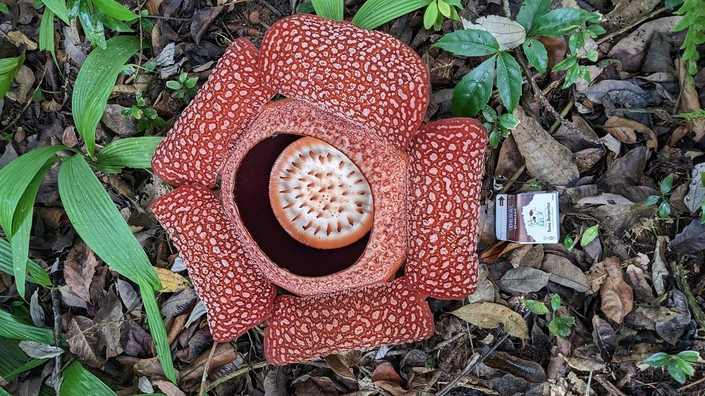 沙巴神山 Kinabalu國家公園