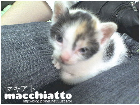 macchiatto