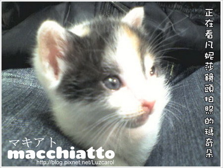 macchiatto