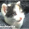 macchiatto