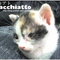 macchiatto