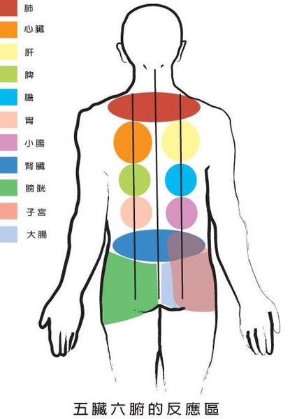 五臟六腑反應圖
