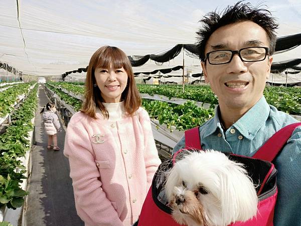 台南開心有機農場採草莓-親子同遊趣