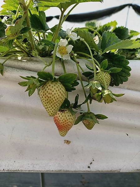 台南開心有機農場採草莓-親子同遊趣