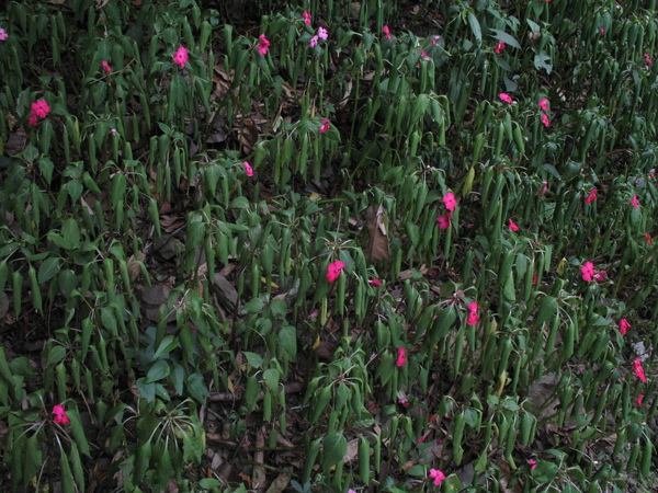 花缺水