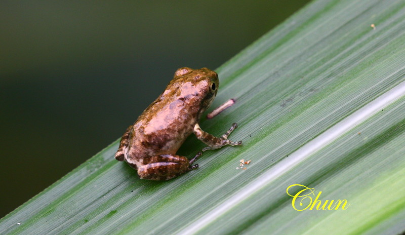 再拍面天樹蛙 再拍面天樹蛙