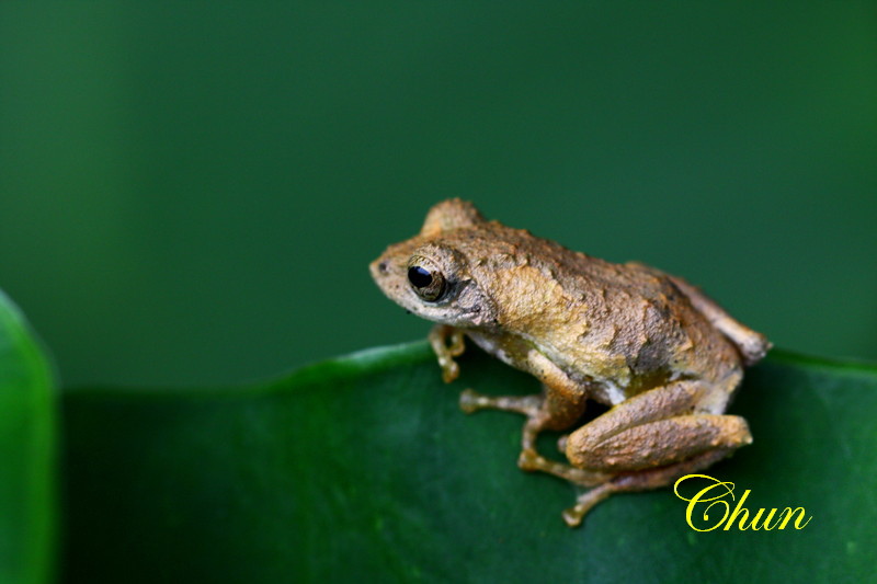 再拍面天樹蛙 再拍面天樹蛙