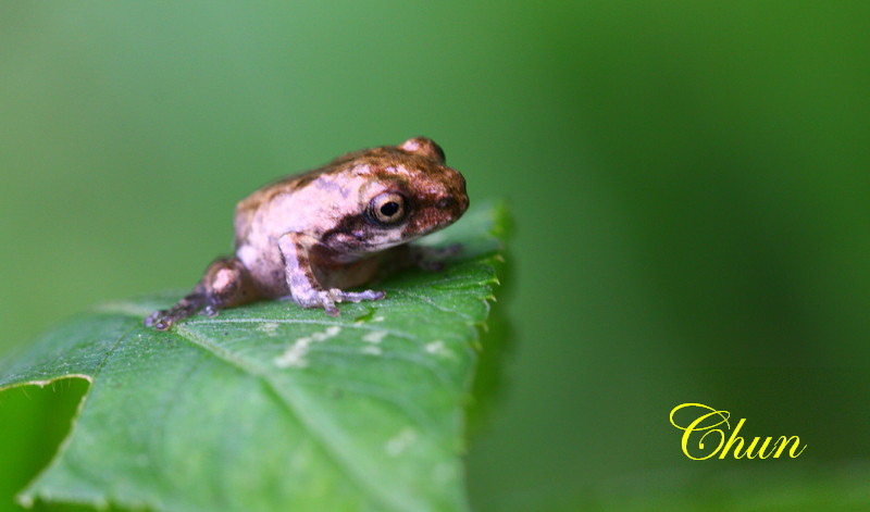 再拍面天樹蛙 再拍面天樹蛙