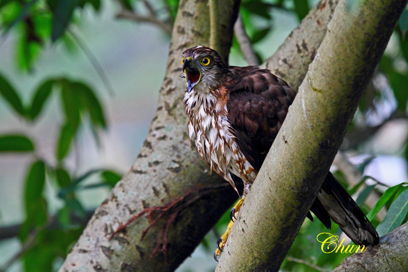 猛禽洗澡、晾翅 話鳳頭蒼鷹