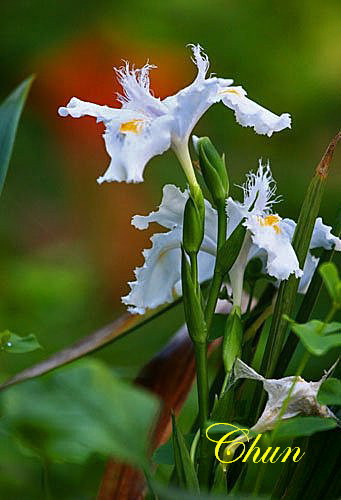 花之戀。日本鳶尾花