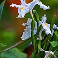 花之戀。日本鳶尾花