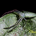 沖繩綠葉蛛(雌)