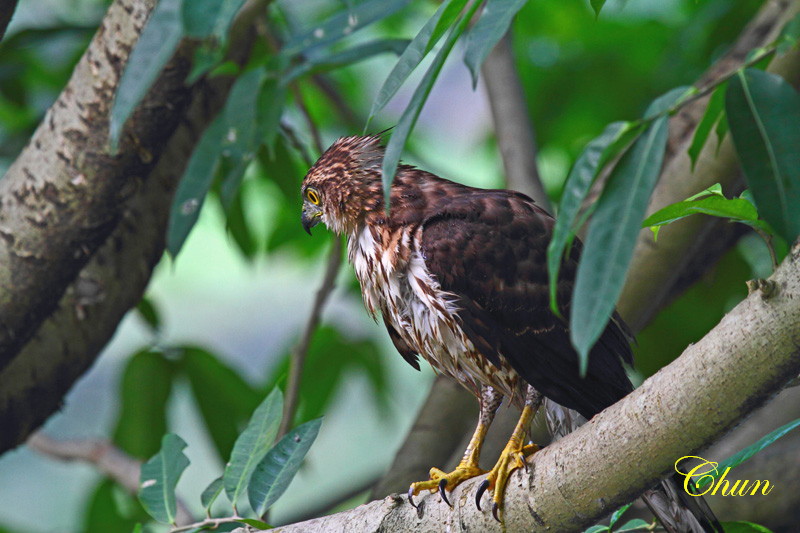 鳳頭蒼鷹