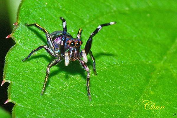 藍翠蛛 雌 老劉的聊天室 痞客邦