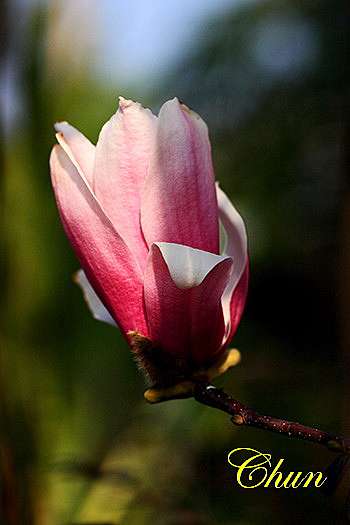 辛夷花 老劉的聊天室 痞客邦