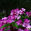 459596160_m