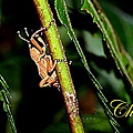 IMG_7005