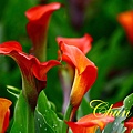 IMG_4764