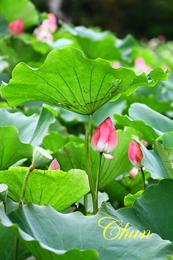 IMG_8080 IMG_8080
