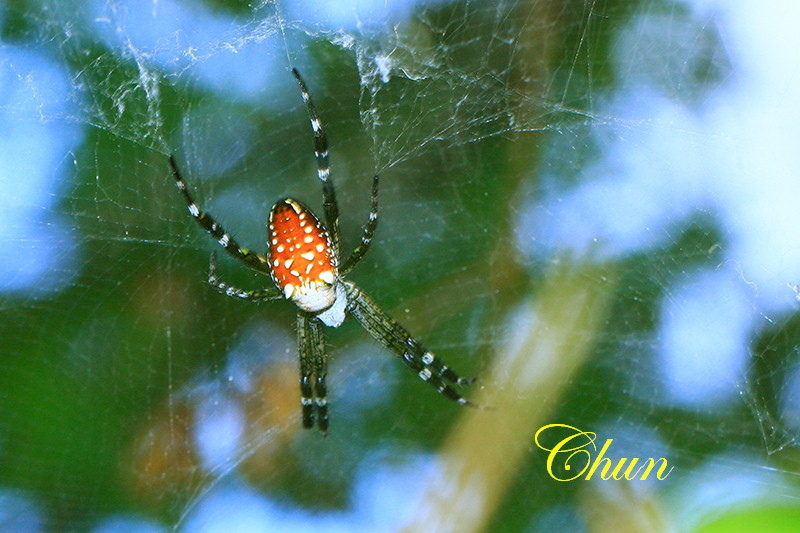 IMG_2538 IMG_2538
