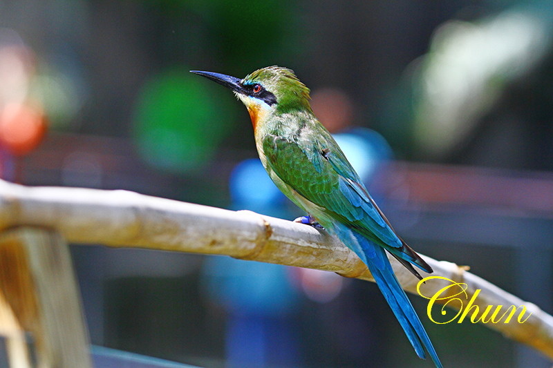 木柵動物園的新寵 栗喉蜂虎 木柵動物園的新寵 栗喉蜂虎
