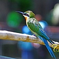 木柵動物園的新寵 栗喉蜂虎