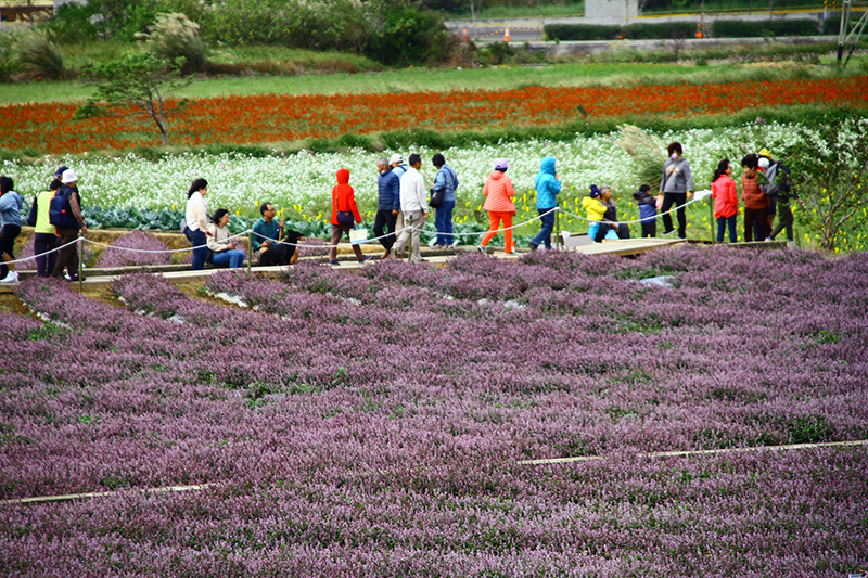 2019仙草花節 花漾楊梅 2019仙草花節 花漾楊梅