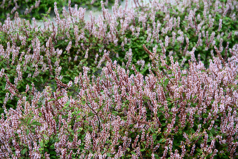 2019仙草花節 花漾楊梅 2019仙草花節 花漾楊梅