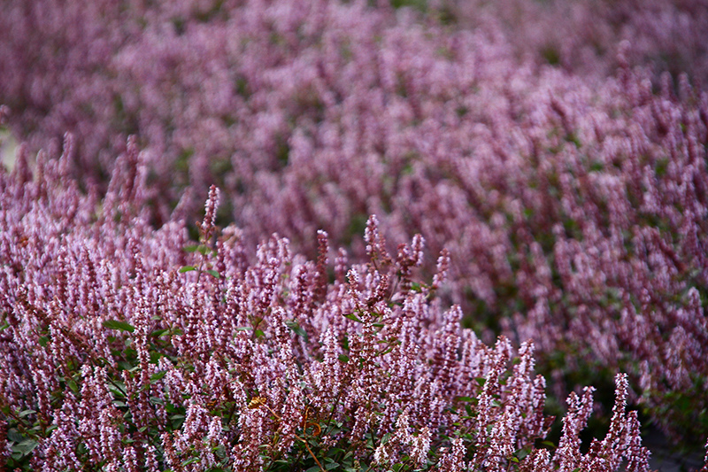 2019仙草花節 花漾楊梅 2019仙草花節 花漾楊梅